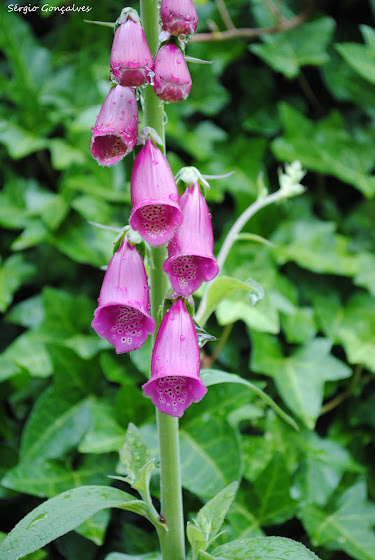 Dedaleira - Digitalis Purpurea.