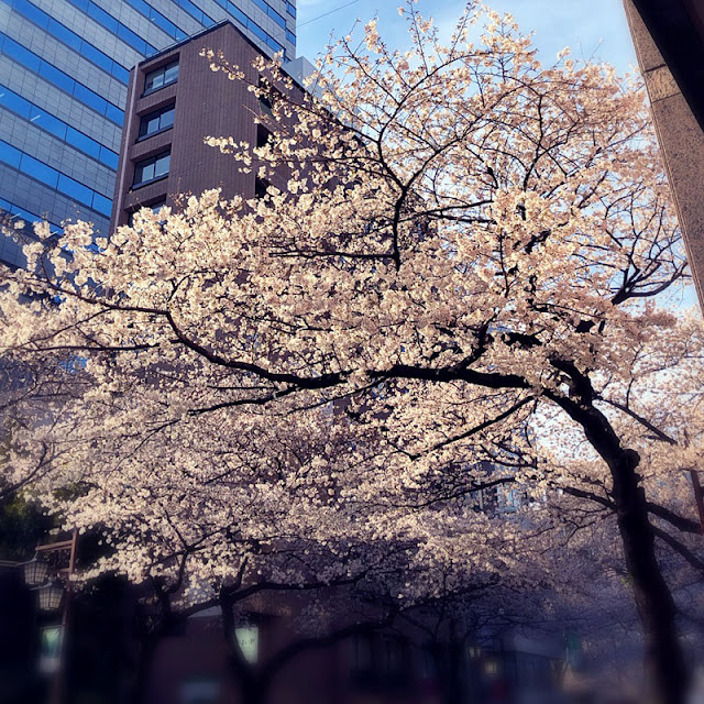 Japan Cherry Blossom