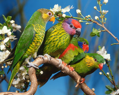 Awesome Birds Wallpapers