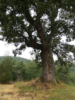 Roure de Can Boldrons