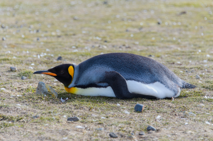 penguin lying on the ground