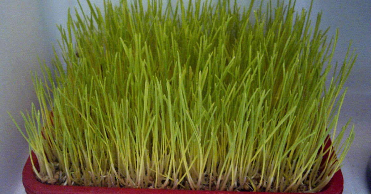 iRUMPUTi GANDUM wheatgrass iMenanami iRumputi Gandum di Kulkas