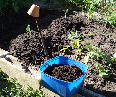 Growing vegetables - raised beds and crop rotation