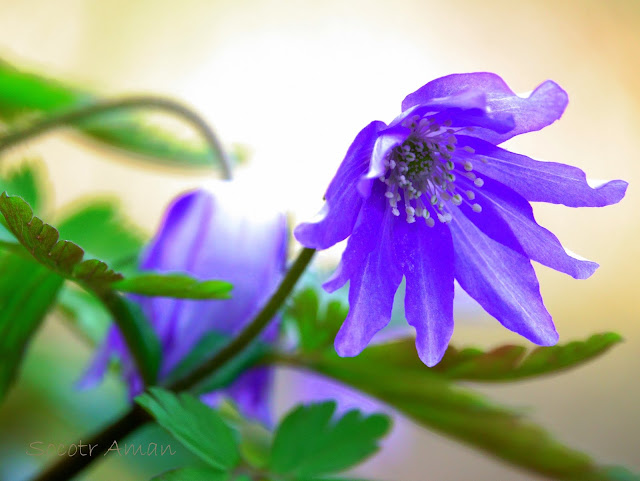 Anemone pseudoaltaica