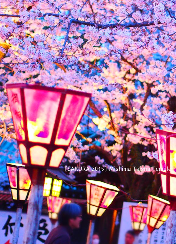 三嶋大社の桜祭り☆ライトアップ