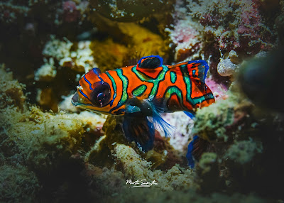 Mandarin Fish Gili Islands | Scuba Diving Indonesia
