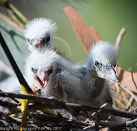 Snowy Egret chicks – St. Augustine, FL – May 2017 – photo by Ke Wu