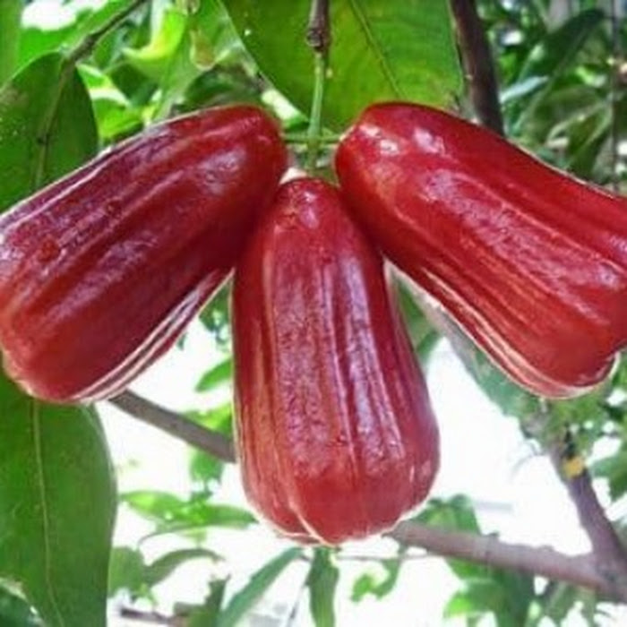 Bibit Jambu Air Kusuma Merah