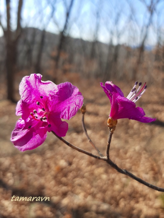 Рододендрон остроконечный (Rhododendron mucronulatum)