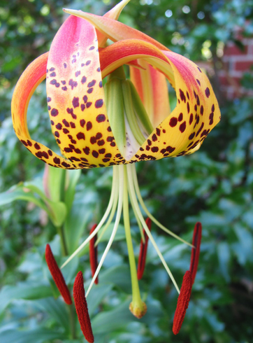 Лилия Мишо (Lilium michauxii)