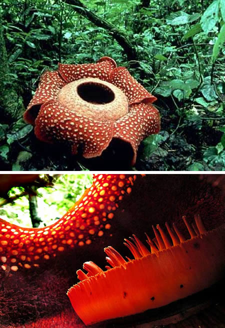 Freaky Stuff - World's Largest Flower