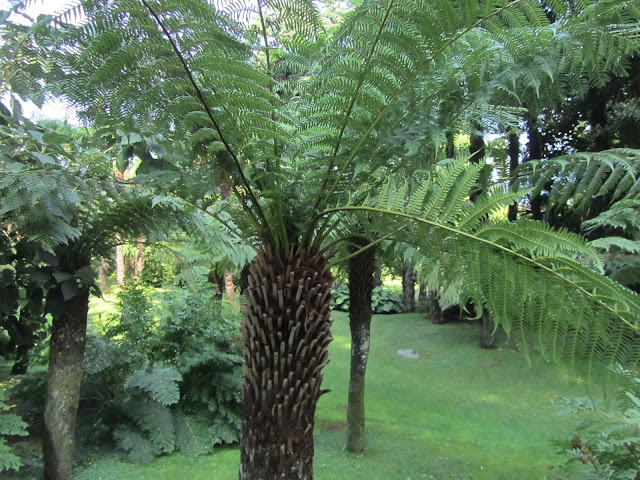 Dicksonia antarctica