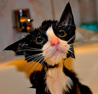 Más de 10 imágenes divertidas de gatos mojados