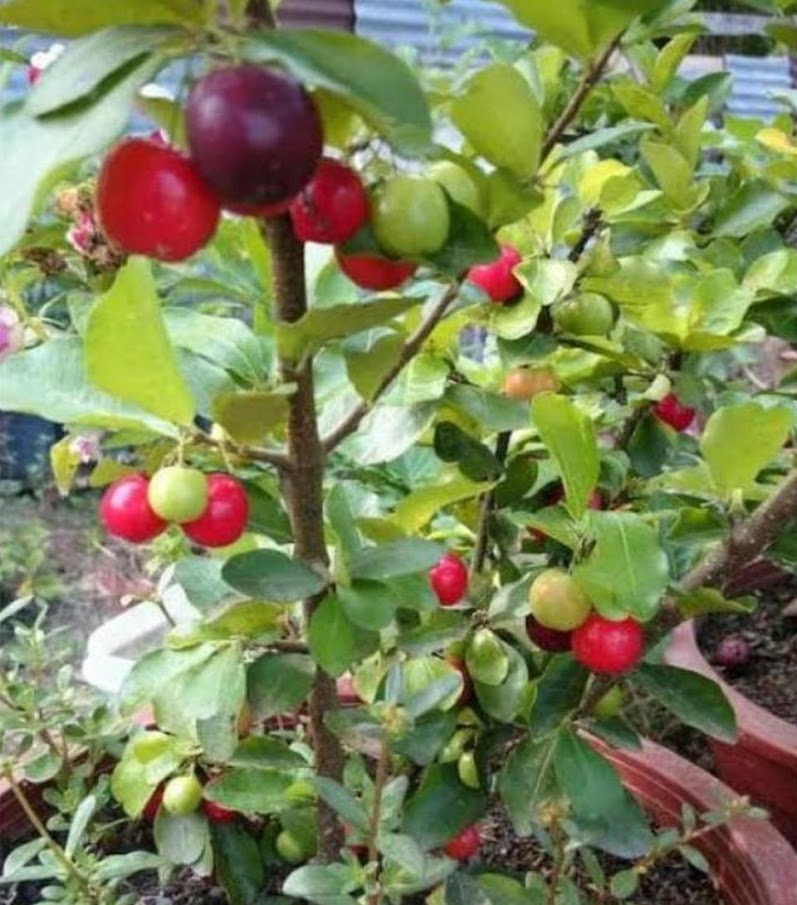 tanaman barbados cherry bibit buah hasil cangkok cepat mudah cepat berbunga cepat berbuah Palembang