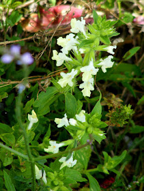 Lamiaceae.  Indre et Loire, France. Photographed by Susan Walter. Tour the Loire Valley with a classic car and a private guide.