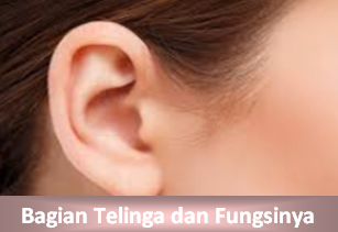 Fungsi Bagian-bagian telinga