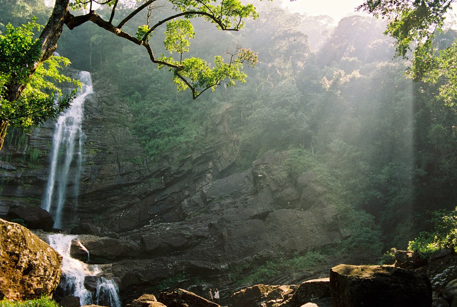 Sinharaja Rain Forest in Sri Lanka