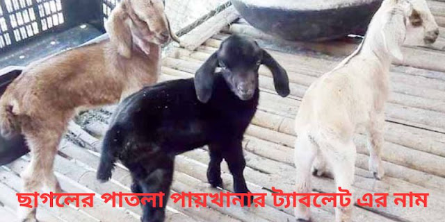 ছাগলের পাতলা পায়খানার ট্যাবলেট এর নাম