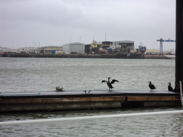 Black water ducks