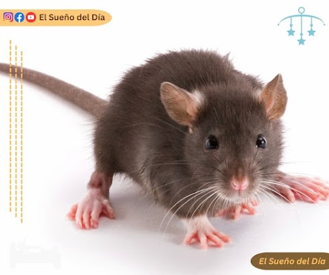 ¿Cuál es el significado de soñar con roedores y ratas?