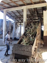 152 Cut Cane taken to crushing machine