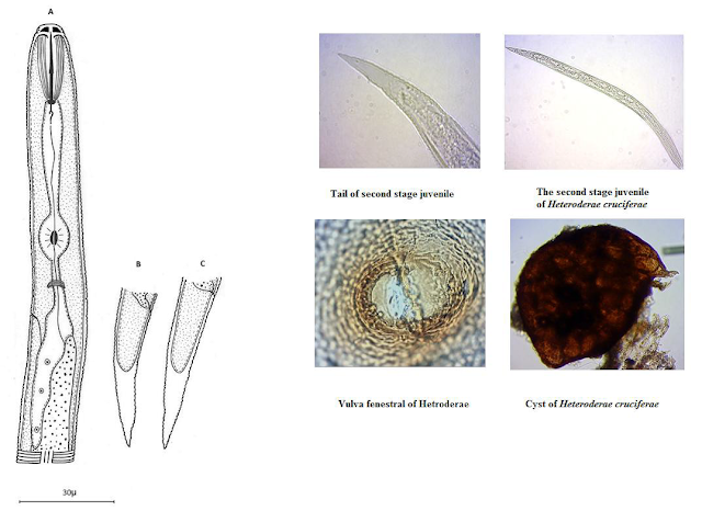 Reported some species of plant parasitic nematodes from rhizosphere of peanut (Arachis ypogaea) fields