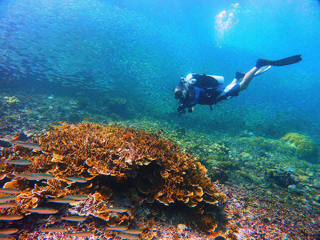 A thrilling expedition in Anilao, Batangas