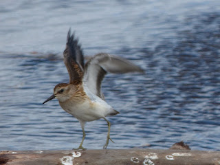 Bécasseau minuscule - Calidris minutilla