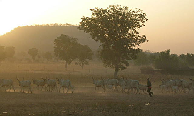 Penggembala Fulani mengendarai ternaknya di Kamerun utara.