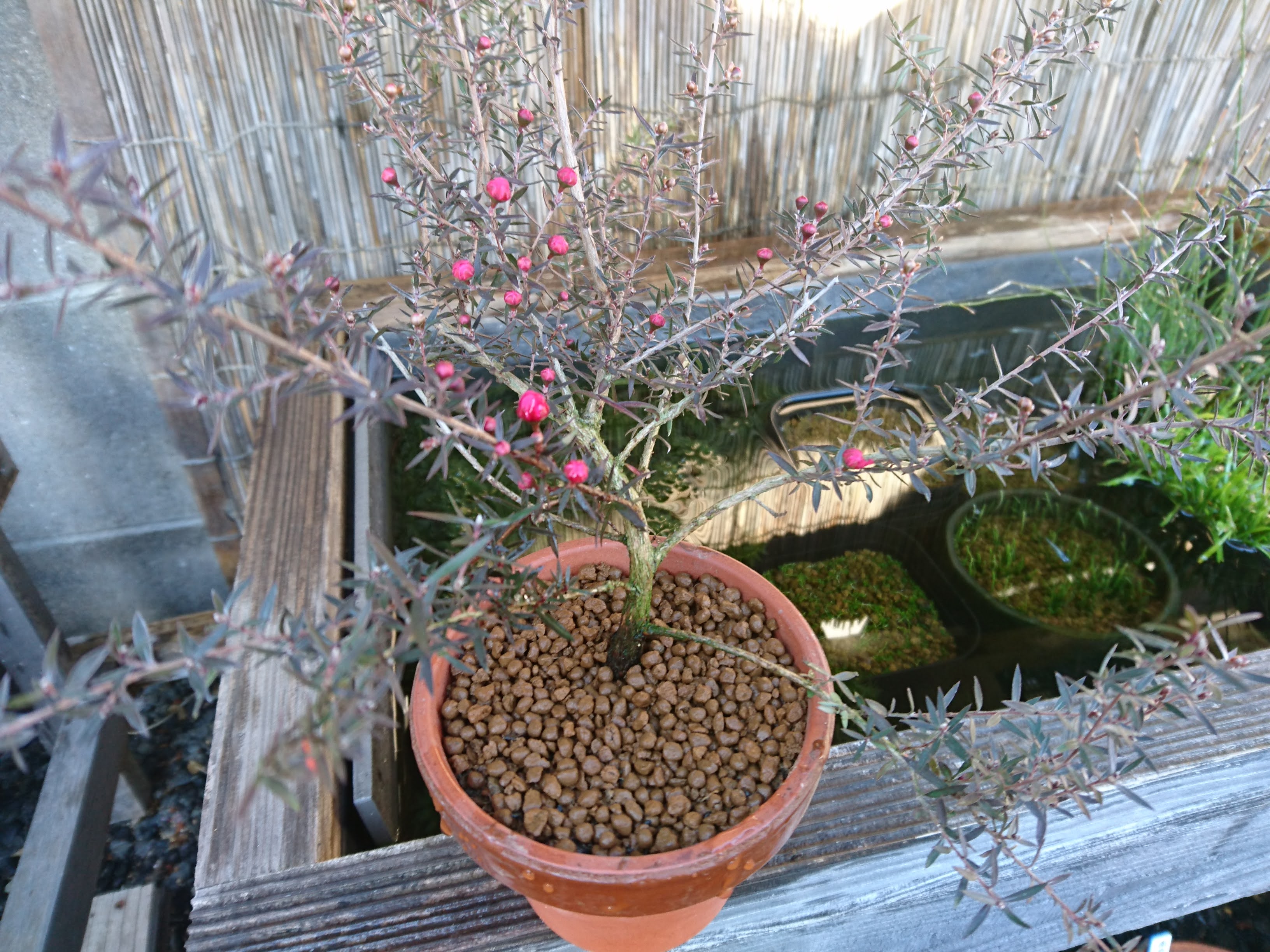 ギョリュウバイの育て方 ミニ盆栽風の小さな鉢植えで たくさんの花を楽しむ メダカの大工