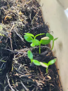Cara menumbuhkan biji hoya australis