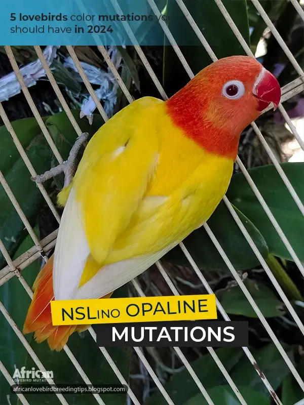 NSL ino Opaline