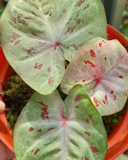 caladium-hibrid