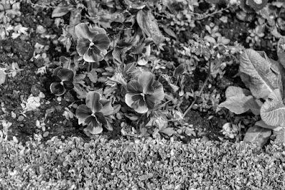 Jardin de Luxembourg (Paris, France), by Guillermo Aldaya / @aldayaphoto