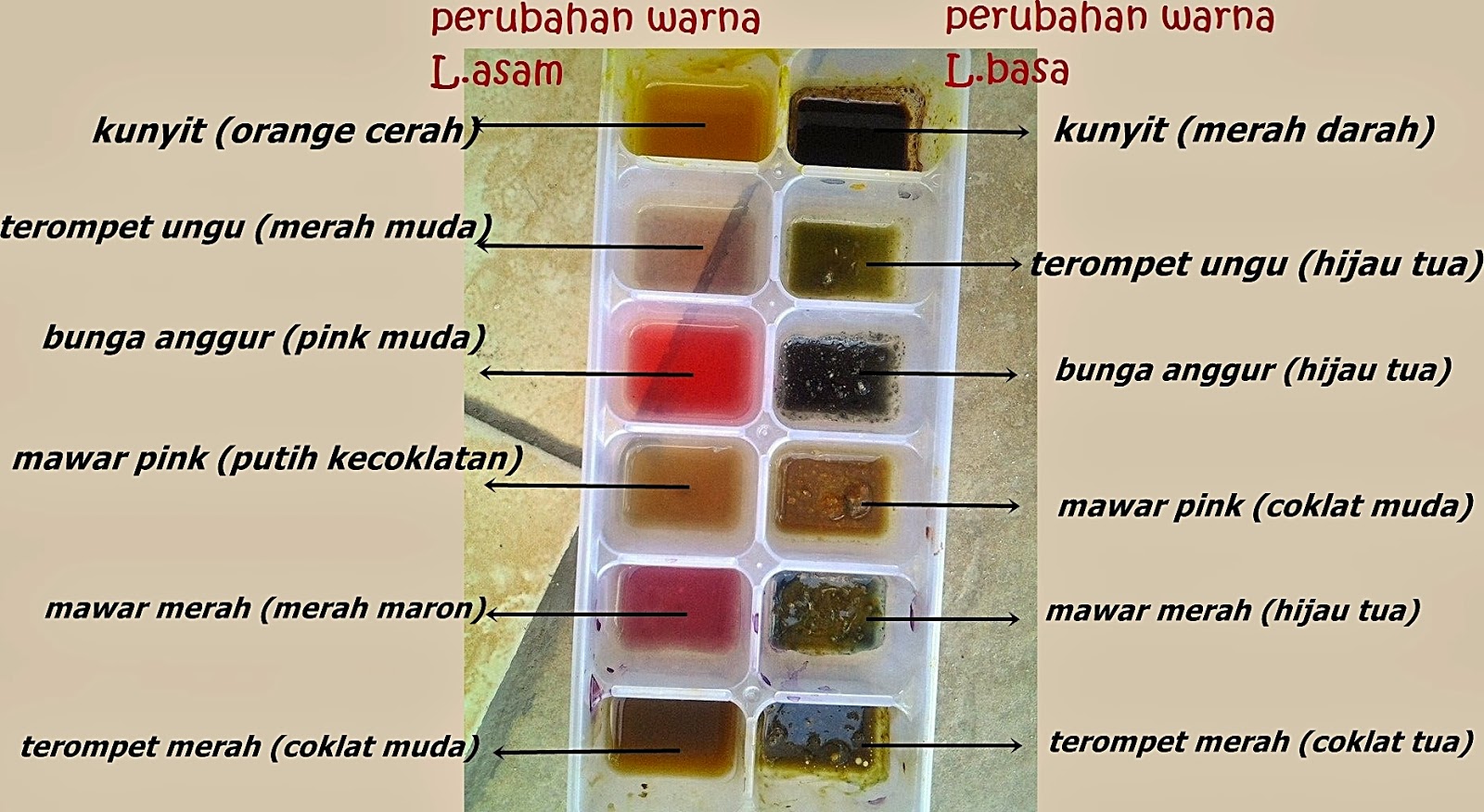 the story of: indikator alami asam & basa (ekstrak bunga)