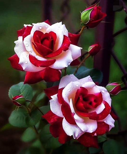 White & Red Rose Images