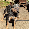 Best Dog Food For Red Heelers / Red Heeler Dog. Red Heeler Dog Book for Costs, Care ... / Here are the dog food advisor's editor's choice award winners.