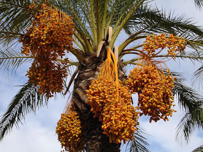 پکی ہوئی کھجوریں ، Ripe fruits