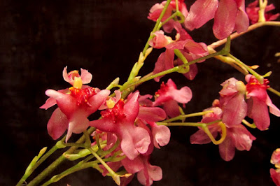 Oncidium Twinkle orchid hybrid plant care and culture