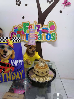 Adorable perrito no podría estar más feliz con su fiesta de cumpleaños