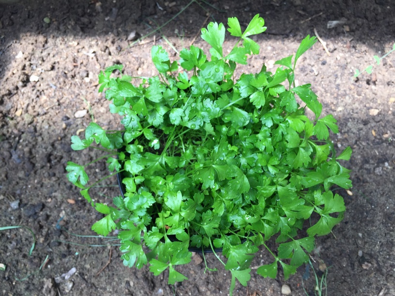 With a little care you will be able to enjoy a year round supply of fresh celery.