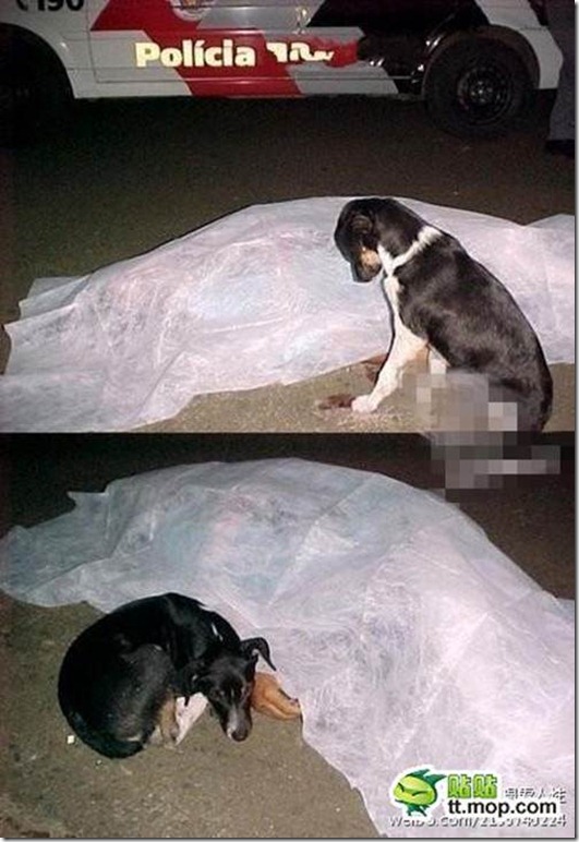 狗狗是人類最好的朋友
