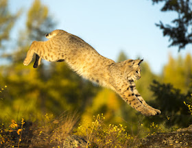 Leaping bobcat, photo via Adobe Stock