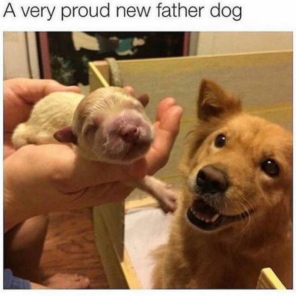A very proud new father dog.