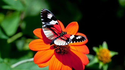 BUTTERFLY HD WALLPAPER 52