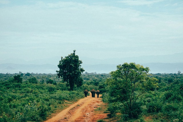 Udawalawe national pari sri lanka