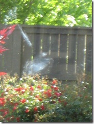 2nd Bird into window