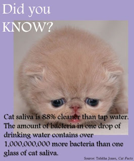 weird fact about cat's saliva