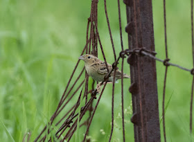 Grasshopper Sparrow - Sharonville SGA, Michigan, USA