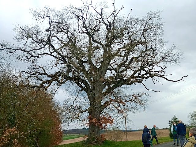 Oak tree, Indre et Loire, France. Photo by Loire Valley Time Travel.
